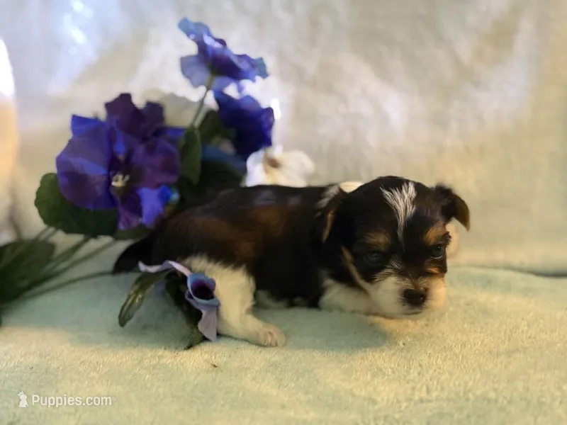 Sassys boy 1 – Yorkshire Terrier puppy for sale in Roanoke, IN