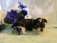 Sassys boy 1, a male Yorkshire Terrier for sale in Roanoke, IN – 1 of 1