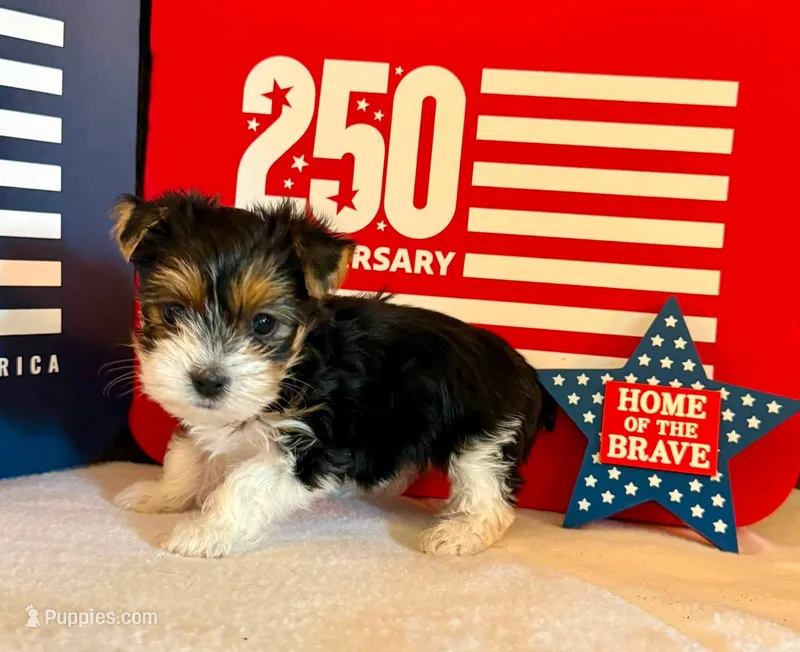 Sassys boy 2 ( teacup) – Yorkshire Terrier puppy for sale in Roanoke, IN