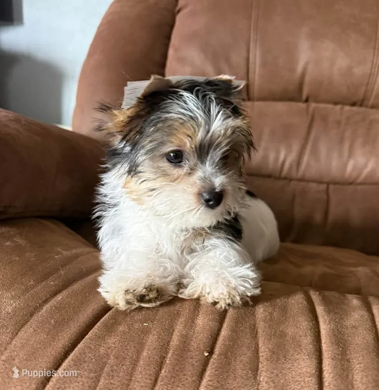 Annabelle – Yorkshire Terrier puppy for sale in Roanoke, IN