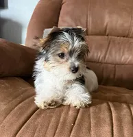 Gretchens Last girl, a female Yorkshire Terrier for sale in Roanoke, IN – 1 of 5