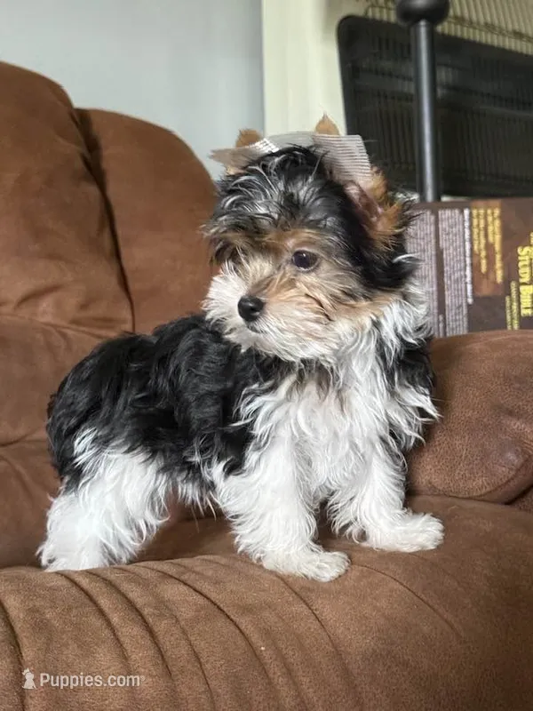 Sassy's boy – Yorkshire Terrier puppy for sale in Roanoke, IN