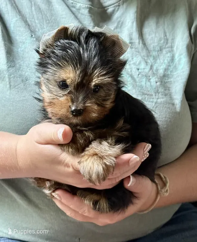 Teddy – Yorkshire Terrier puppy for sale in Roanoke, IN