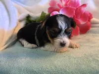 Sassys girl 1, a female Yorkshire Terrier for sale in Roanoke, IN – 1 of 1