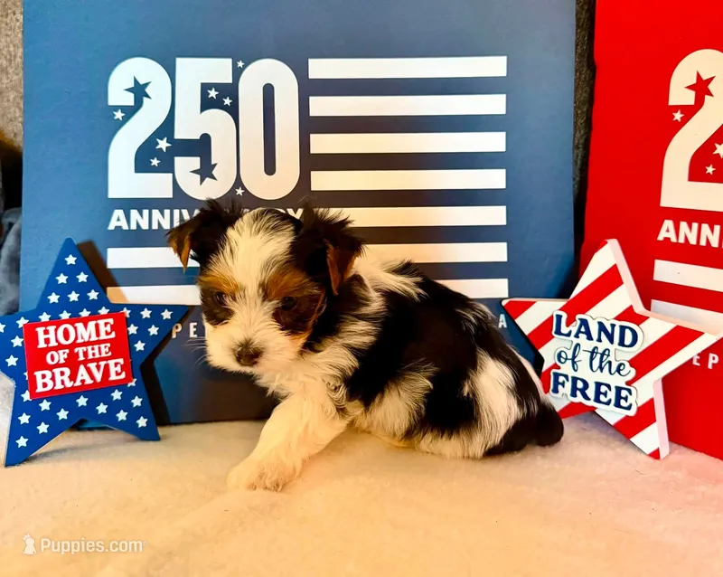 Sassys boy 3 (teacup) – Yorkshire Terrier puppy for sale in Roanoke, IN