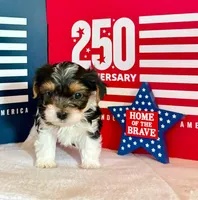 Sassys boy 1 , a male Yorkshire Terrier for sale in Roanoke, IN – 1 of 3