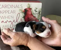 Teddy, a male Yorkshire Terrier for sale in Roanoke, IN – Photo 2 of 3