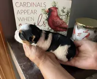 Teddy, a male Yorkshire Terrier for sale in Roanoke, IN – Photo 3 of 3