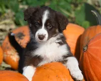 Brandy, a female Australian Shepherd for sale in Alden, MN – 3 of 10