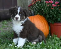 Brandy, a female Australian Shepherd for sale in Alden, MN – 2 of 10