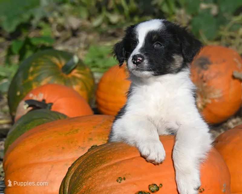 Bailey – Australian Shepherd puppy for sale in Alden, MN