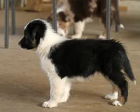 Bailey, a female Australian Shepherd for sale in Alden, MN – 8 of 10