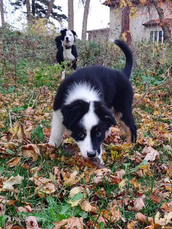 Bailey – Australian Shepherd puppy for sale in Alden, MN