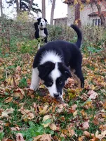 Bailey, a female Australian Shepherd for sale in Alden, MN – 1 of 10