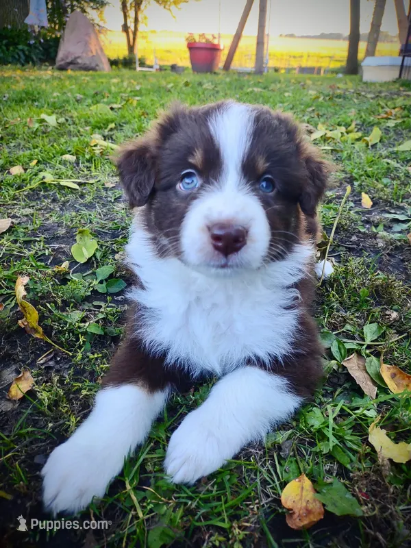 Brandy – Australian Shepherd puppy for sale in Alden, MN