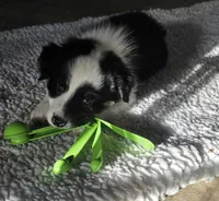 Bailey, a female Australian Shepherd for sale in Alden, MN – 9 of 10