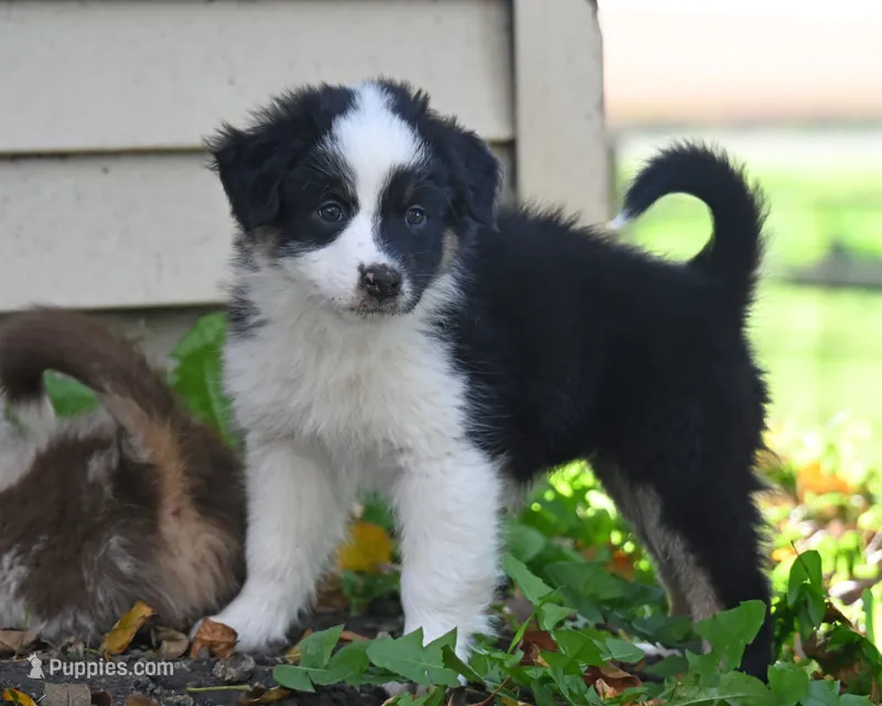 Bailey – Australian Shepherd puppy for sale in Alden, MN