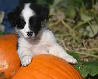 Bailey, a female Australian Shepherd for sale in Alden, MN – 4 of 10