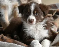 Brandy, a female Australian Shepherd for sale in Alden, MN – 7 of 10