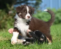Brandy, a female Australian Shepherd for sale in Alden, MN – 4 of 10