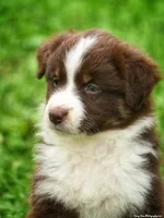 Brandy, a female Australian Shepherd for sale in Alden, MN – 9 of 10