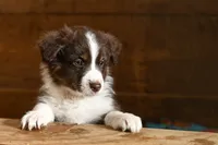 Brandy, a female Australian Shepherd for sale in Alden, MN – 6 of 10