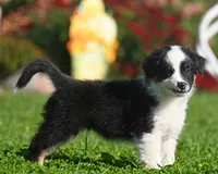 Bailey, a female Australian Shepherd for sale in Alden, MN – 6 of 10