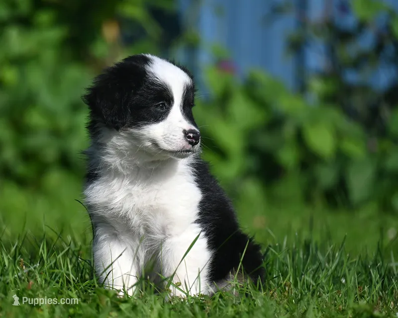 Bailey – Australian Shepherd puppy for sale in Alden, MN