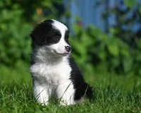 Bailey, a female Australian Shepherd for sale in Alden, MN – 2 of 10