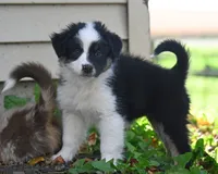 Bailey, a female Australian Shepherd for sale in Alden, MN – 5 of 10