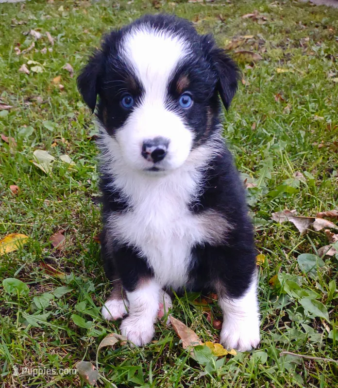 Johnnie Walker – Australian Shepherd puppy for sale in Alden, MN