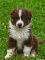 Brandy, a female Australian Shepherd for sale in Alden, MN – 8 of 10