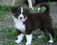 Brandy, a female Australian Shepherd for sale in Alden, MN – 5 of 10
