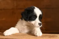 Bailey, a female Australian Shepherd for sale in Alden, MN – 7 of 10