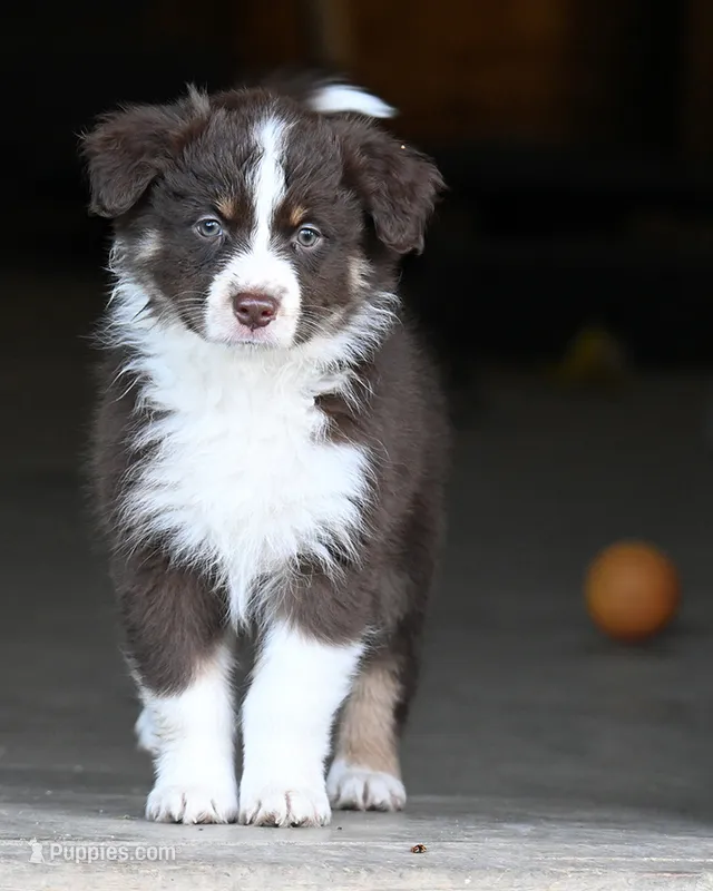 Brandy – Australian Shepherd puppy for sale in Alden, MN