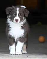 Brandy, a female Australian Shepherd for sale in Alden, MN – 1 of 10
