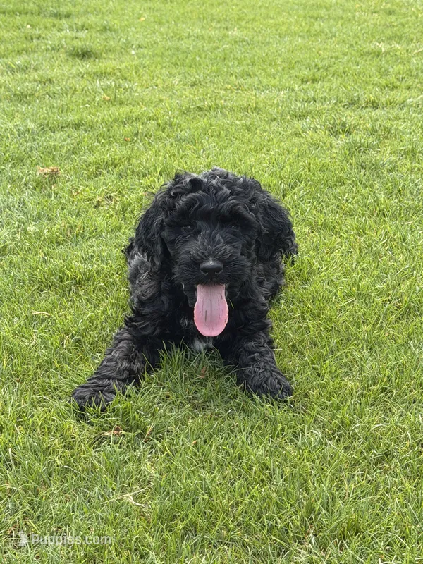 Rooster – Goldendoodle puppy for sale in Cleveland, GA