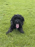 Rooster, a male Goldendoodle for sale in Cleveland, GA – 1 of 1