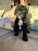 Rawlings, a female Goldendoodle for sale in Cleveland, GA – 1 of 1