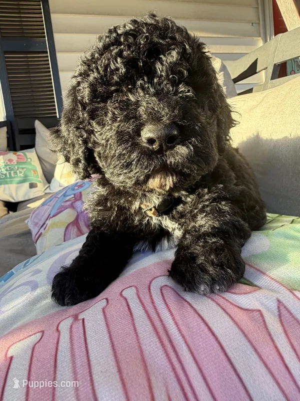Tan Girl – Goldendoodle puppy for sale in Cleveland, GA