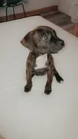 ., a female American Pit Bull Terrier for sale in Dayton, OH – 4 of 5