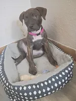., a female American Pit Bull Terrier for sale in Dayton, OH – 5 of 5