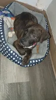 ., a female American Pit Bull Terrier for sale in Dayton, OH – 2 of 5