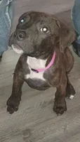 ., a female American Pit Bull Terrier for sale in Dayton, OH – 3 of 5