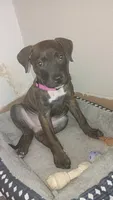 ., a female American Pit Bull Terrier for sale in Dayton, OH – 1 of 5