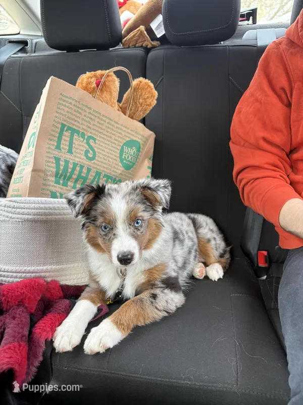 Chip – Miniature Australian Shepherd puppy for sale in Eau Claire, WI