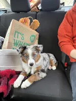 Chip, a male Miniature Australian Shepherd for sale in Eau Claire, WI – Photo 1 of 4