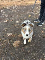 Chip, a male Miniature Australian Shepherd for sale in Eau Claire, WI – Photo 3 of 4
