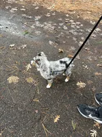 Chip, a male Miniature Australian Shepherd for sale in Eau Claire, WI – Photo 4 of 4