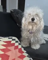 gino, a male Maltese for sale in North Fort Myers, FL – 2 of 2